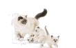 Royal Canin Mother&Baby Cat Anne Ve Yavru Kuru Kedi Maması 2 kg