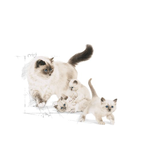Royal Canin Mother&Baby Cat Anne Ve Yavru Kuru Kedi Maması 400 gr