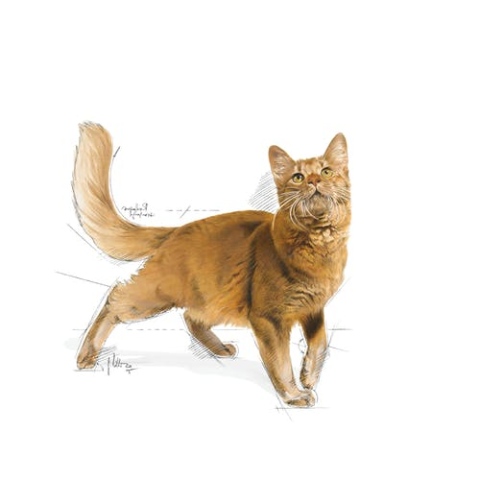 Royal Canin Fit 32 4 kg Yetişkin Kuru Kedi Maması