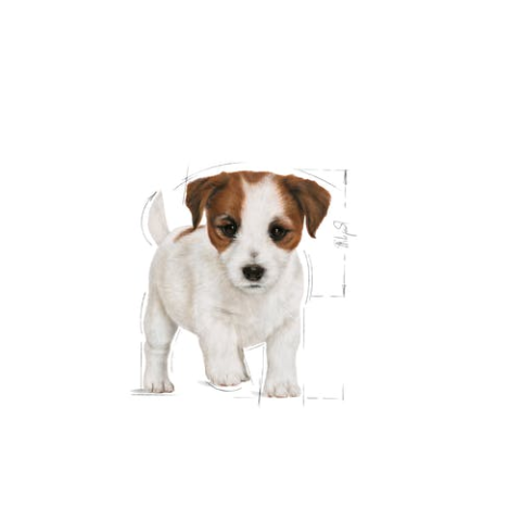 Royal Canin Mini Puppy 4 Kg Yavru Kuru Köpek Maması
